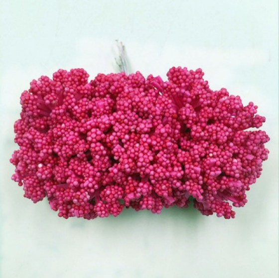 Gipsofila ružičasta